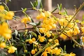Berberis stenophylla 20–25 cm – Winterhart, Immergrün, Pflegeleicht – Berberitze – Heckenpflanze für Garten & Sichtschutz