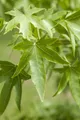 Liquidambar styraciflua, Amberbaum, 125–150 cm