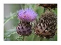 Stk - 10x Cardy EKO Cynara Cardunculus Artischocke Gemüse Pflanzen - Samen KS180 - Seeds & Plants Shop by Ipsa