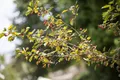 Crataegus monogyna, Eingriffeliger Weißdorn, 60–100 cm