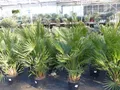 gruenwaren jakubik Baum Palme120-130 cm Zwergpalme Chamaerops Humilis, winterhart bis -12°C