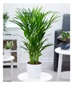 BALDUR Garten 1x Areca Palme ca. 60-70 cm hoch, Pflanze im 17 cm-Topf, luftreinigende Zimmerpflanze, unterstützt das Raumklima, Zimmerpalme, Goldfruchtpalme, mehrjährig - frostfrei halten