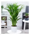 Areca Palme ca. 50 cm hoch,1 Pflanze Zimmerpflanze