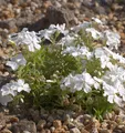 Teppich Phlox White Delight - Phlox subulata