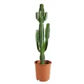 Bloomique - Euphorbia Acrurensis - Cowboy Kaktus - Sukkulenten - Zimmerpflanzen