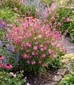 BALDUR Garten 4x Prachtkerze - Gaura 'Pink', Pflanzen im 9x9 cm-Topf, winterharte Trendstaude, Blüten in Schmetterlingsoptik, pflegeleicht, ideal für Beet & Kübel, bienenfreundlich, mehrjährig