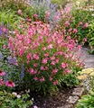 BALDUR Garten Prachtkerze - Gaura 'Pink',4 Pflanzen