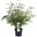 Hoogeveen Fargesia Rufa - 60 cm, Ø19 cm