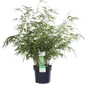 Bambus – Fargesia Rufa – 60 cm – Ø19 – Gartenpflanze