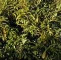 Lorbeerkirsche Sofia® 30-40cm - Prunus laurocerasus