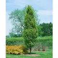 Carpinus betulus 'Lucas' 80-100 cm