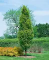 Pflanzen für Dich Gehölze Carpinus betulus Lucas, 1 St., Hainbuche, Weißbuche