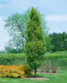 Carpinus betulus 'Lucas', Hainbuche, 80–100 cm