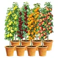 BALDUR Garten 8er Säulenobst-Set 'Naschgarten', Set bestehend aus je 2x Birne, Süß-Kirsche, Aprikose & Apfel, platzsparendes, schlank wachsendes...