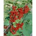 Ribes Rubrum Jonkheer Van Tets Rote Johannisbeere 60 Cm Stammhöhe