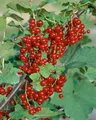 Pflanzen für Dich Obstpflanze Ribes rubrum Jonkheer van Tets, 1 St., Rote Johannisbeere, Johannisbeerstrauch, frühreifend, rote Beeren