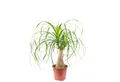 Flowerbox Zimmerpflanze Elefantenfuß 1-Stamm – Beaucarnea, pflegeleicht - Höhe ca. 40 cm, Topf-Ø 14 cm