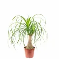 Elefantenfuß 1-Stamm - Beaucarnea - Höhe ca. 40 cm, Topf-Ø 14 cm