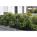 Home Deluxe Doppelstabmattenzaun anthrazit 2400 mm x 50 m