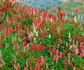Pflanzen für Dich Staude Bistorta affinis Darjeeling Red, 1 St., Teppich-Knöterich, Himalaya-Knöterich