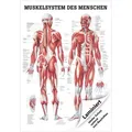 Menschliches Muskelsystem Lehrtafel Anatomie 100x70 cm medizinische Lehrmittel, Laminiert