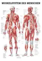 Ruediger Anatomie TA04LAM Muskelsystem des Menschen Tafel, 70 cm x 100 cm, laminiert
