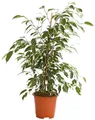 Dehner Zimmerpflanze Birkenfeige Forever, Ficus benjamina, verschiedene Farben, wuchsfreudige Zimmerpflanze mit luftreinigender Wirkung