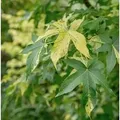 Hochstamm Amberbaum Silver King 80-100cm - Liquidambar styraciflua