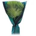 Bio Green Palmen Stammschutz Frostschutz Winterschutz atmungsaktiv grün 150 cm