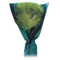 BioGreen Winterschutz für Palmen H 150 cm Stamm Ø bis 35 cm