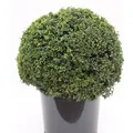 Kugelschnitt Löffel Ilex Stechpalme 25-30cm - ilex crenata