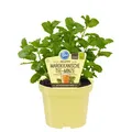Marokkanische Tee-Minze in BIO-Qualität - Mentha spicata - Kräuterpflanze