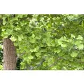 Ginkgo Biloba Fächerblattbaum 40–60 cm Winterhart