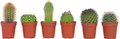 Mini Kakteen - 6 Stk - Cactus - Höhe 5-10cm - 6cm