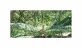 Stk - 2x Cycas petraea Loei-Sago Palme - Palmfarn Garten Pflanzen - Samen ID1679 - Seeds & Plants Shop by Ipsa