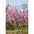 Prunus Serrulata Kanzan Japanische Blütenkirsche Rosa 40–60 cm
