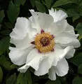 Strauchpfingstrose Weiß - Paeonia suffruticosa - lebende Gartenpflanze aus den Baumschulen