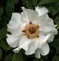 Strauchpfingstrose Weiß - Paeonia suffruticosa