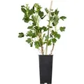 Ribes Rubrum Jonkheer Van Tets Rote Johannisbeere 30–40 Cm