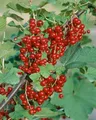 Ribes rubrum 'Jonkheer van Tets' 30-40 cm – Winterhart, Mehrjährig, Pflegeleicht – Rote Johannisbeere – Beerenstrauch für Garten & Obstgarten
