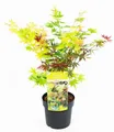 BALDUR Garten Zierstrauch Ahorn '3-Farben Festival', 1 St., Acer, winterhart, mehrjährig