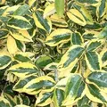 Ölweide 'Gilt Edge' Elaeagnus ebbingei 30 bis 40 cm im Container Schnittverträglich