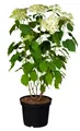 Hydrangea arborescens 'Annabelle', Schneeballhortensie, weiß, 40–60 cm