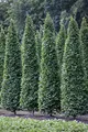 Carpinus betulus 'Fastigiata' 100–125 cm – Winterhart, Mehrjährig, Pflegeleicht – Säulen-Hainbuche – Heckenpflanze für Garten & Sichtschutz