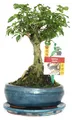 Chinesischer Liguster-Bonsai – Ligustrum sinensis – ca. 6 Jahre alt – Kugelform