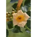Campsis Radicans Golden Trumpet Gelb 80–100 cm