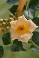 Pflanzen für Dich Kletterpflanze Campsis radicans Golden Trumpet, 1 St., Trompetenblume, Klettertrompete, gelbblühend, kletterpflanze