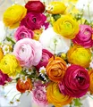 BALDUR Garten 10x Gefüllte Ranunkeln, Zwiebeln mit Umfang 4-5 cm, Blumenzwiebeln, Ranunculus asiaticus, winterhart, Wasserbedarf gering, blühend, Schnittblume, Frühjahrsblüher