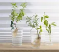 Leafriend Anzuchthelfer 3-er Set