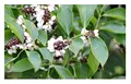 Stk - 10x Pongamia pinnata Indische Buche Garten Pflanzen - Samen ID153 - Seeds & Plants Shop by Ipsa